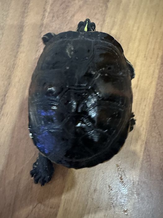 Broască țestoasă cu tâmple galbene 15 cm