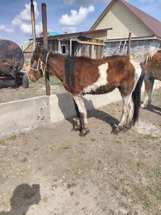 Жуас Құнан сатылады