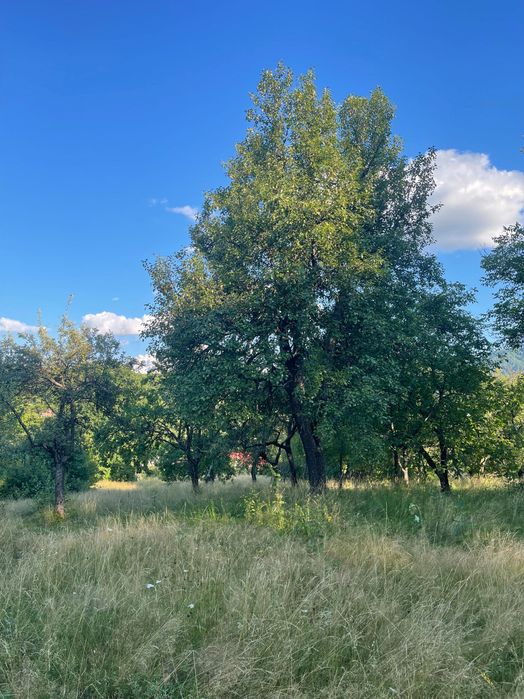 Teren intravilan de vânzare – 7.287 mp – Ibănești Pădure