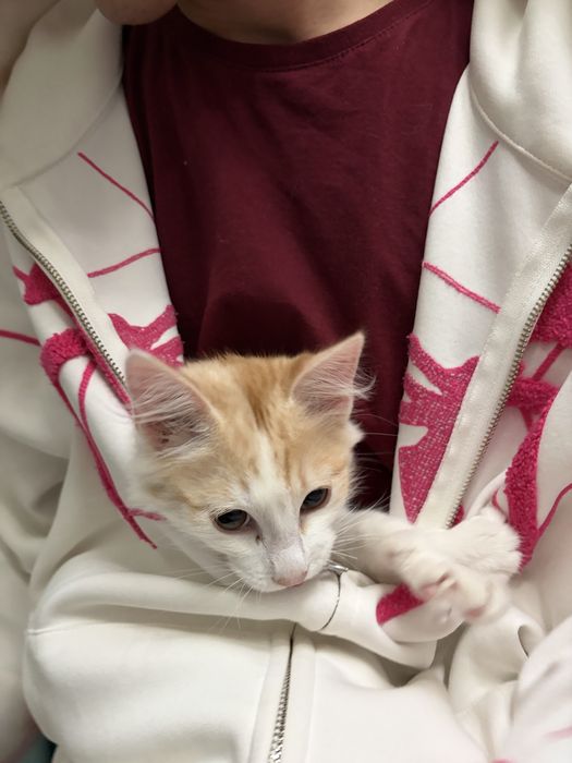 Отдам котенка в добрые руки