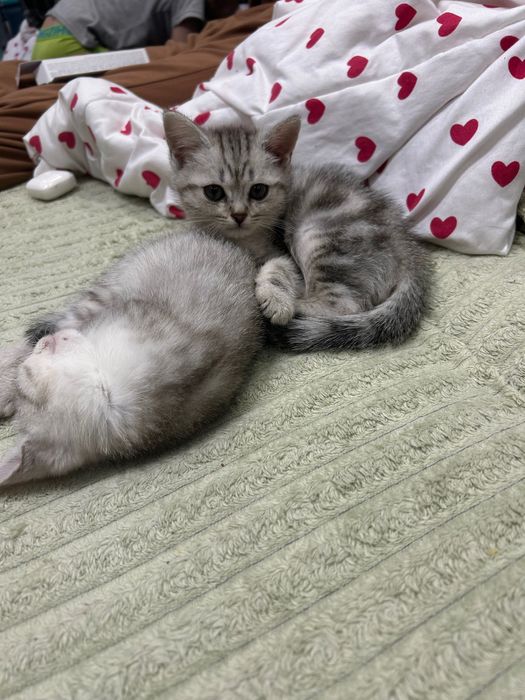 Котята шотландские