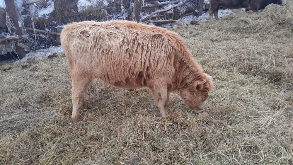 Продам телки потсос