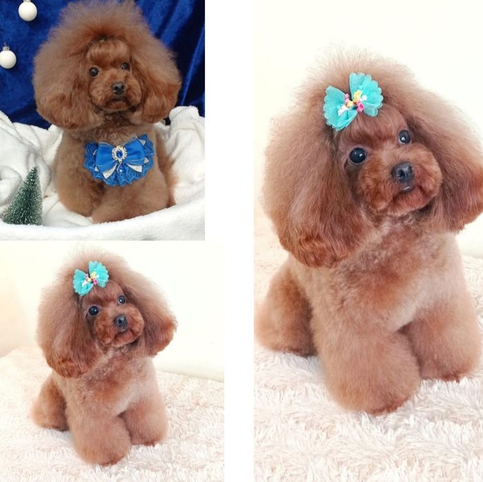 Малтипу Maltipoo Teacup/пудел Teddy. VIP ultra mini micro
