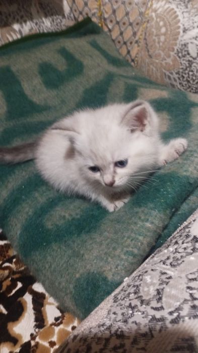 Отдам котят бесплатно