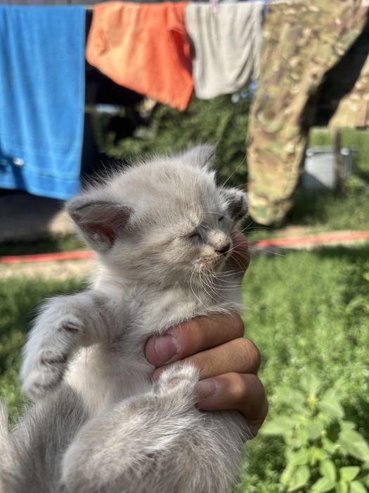 Мысык сатам арзан
