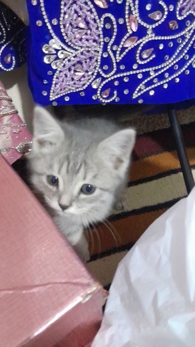 Oddiy jinsiy aloqa provokatsiondir