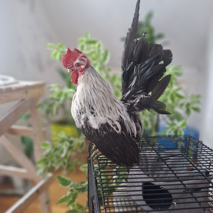 Куры шабо (япония)