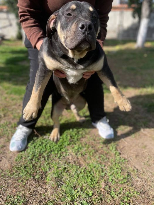 Американско були покет