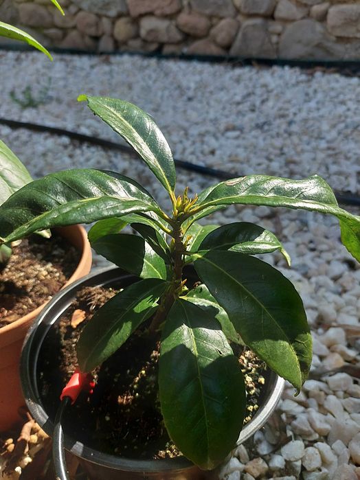 Лавровишна жив плет