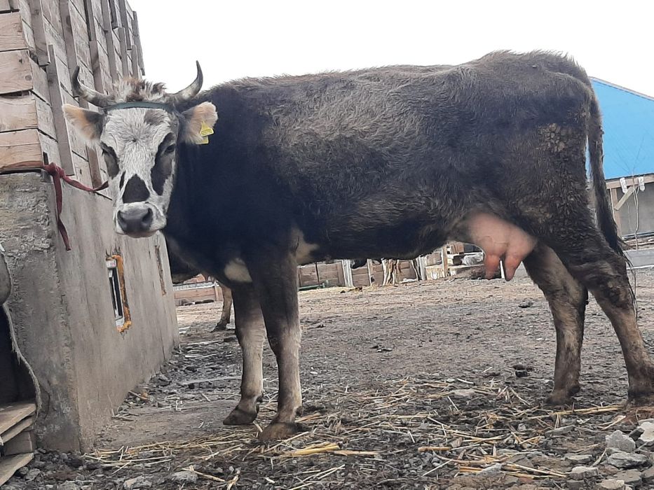 Дойльные коровы 900 000 тг