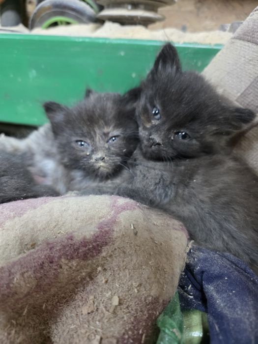 Отдам котят в добрые руки