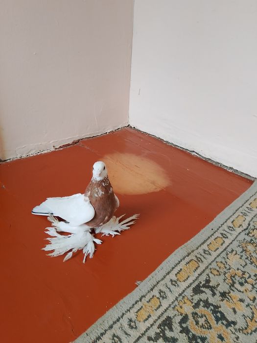 Голуби .птицы .капканы