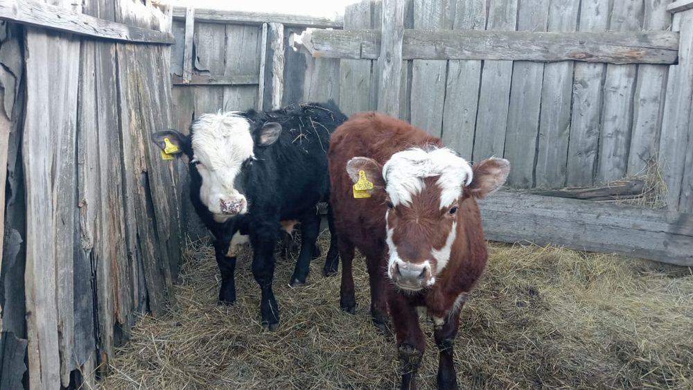 Оптом продам молодняк