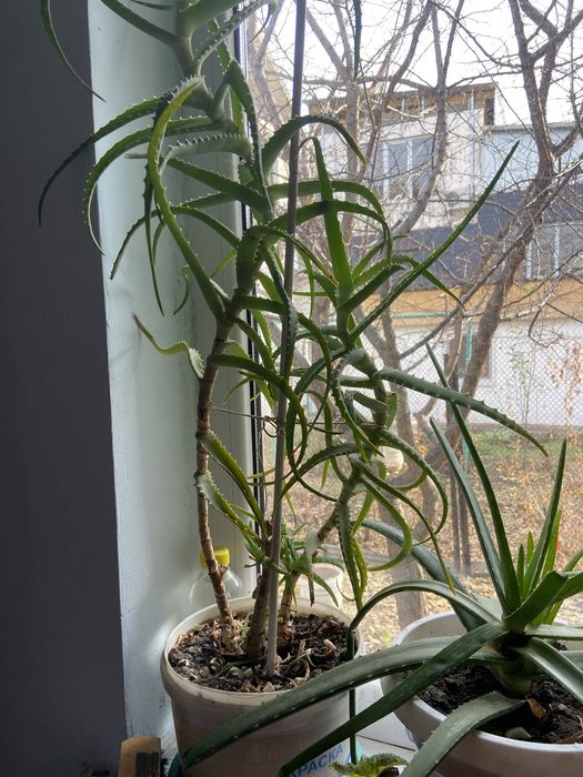 Продаю алоэ.Алое-вера