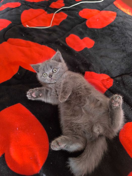 Британска късокосместа