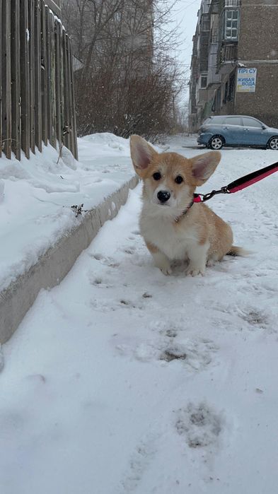 Малыши разных пород
