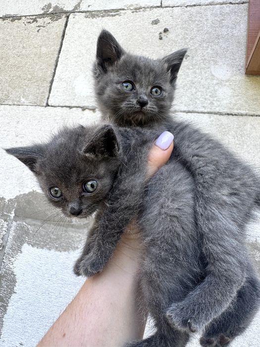 Котята отдам в хорошие руки
