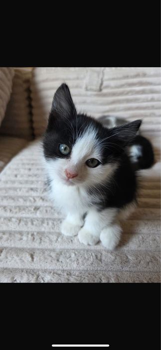 Котята бесплатно