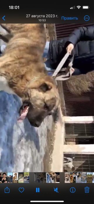 Продам собаку