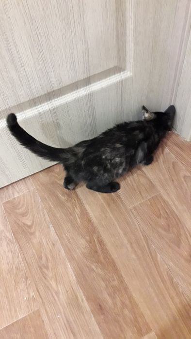 Отдам котеночка девочка