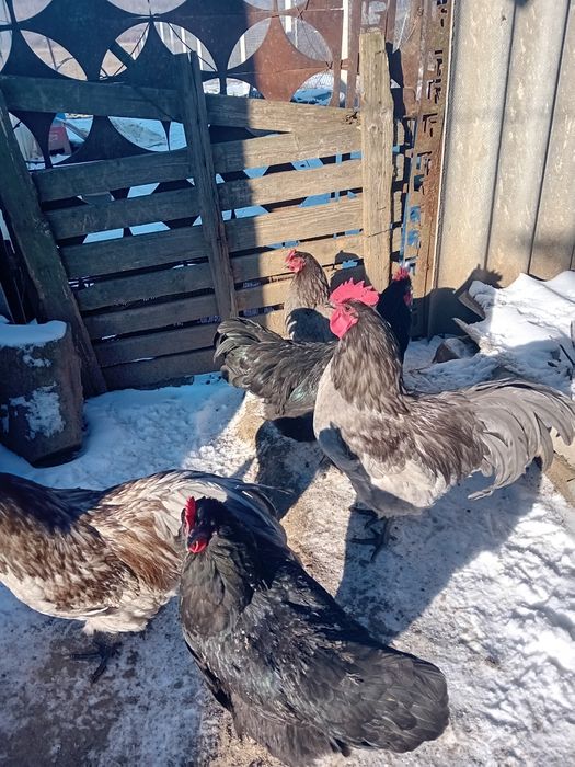 Ouă pentru  incubat  australorp