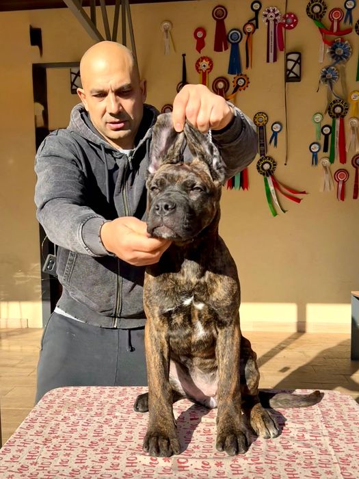 Продавам кученца Кане Корсо – ваксинирани, с паспорт и родословие