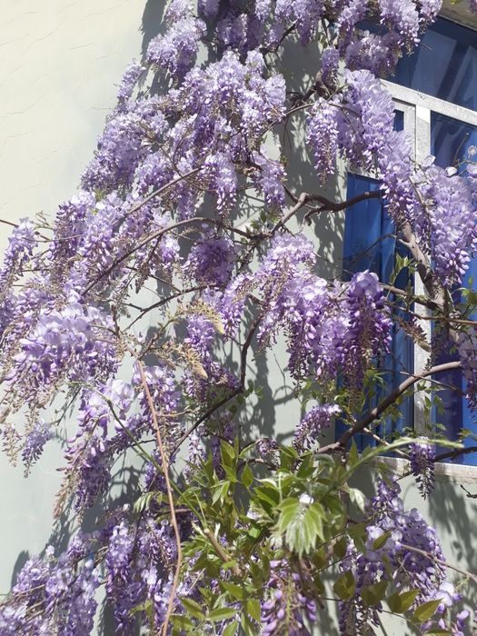 Глициния,штамбовой глициния.