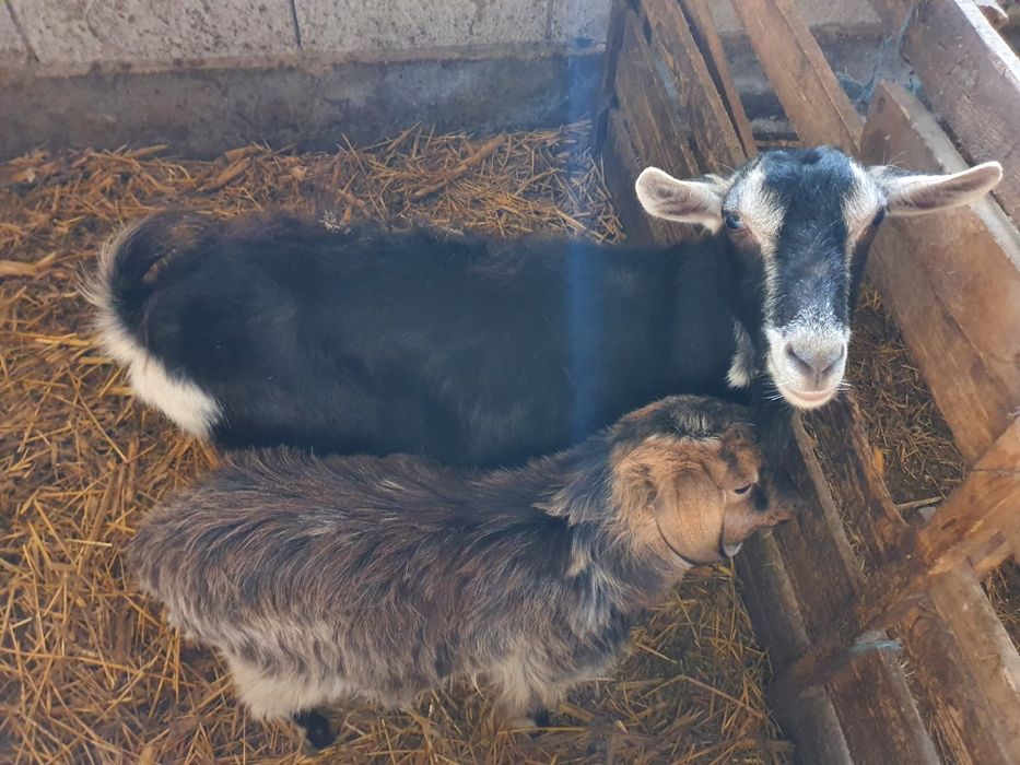 Vând o capra gestanta un ied și un țap pentru pastramă