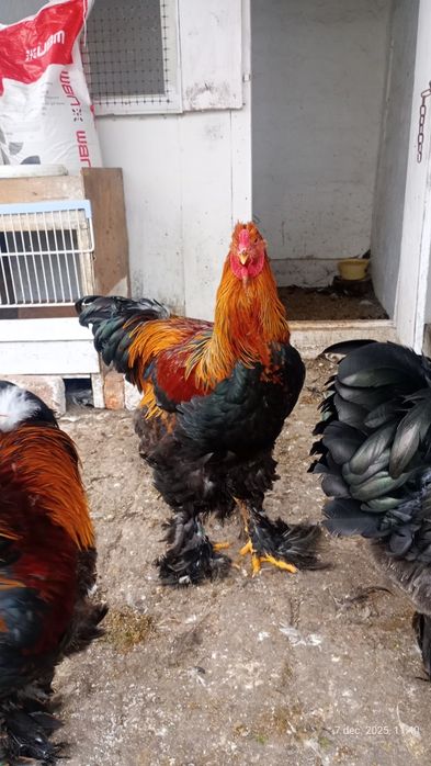 Vând cocoș brahman potarnichiu