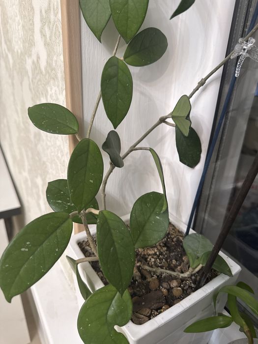 Хойя (срезы только).