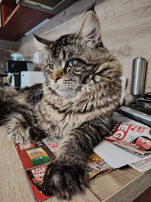 Мейн Кун, женско чистокръвно коте