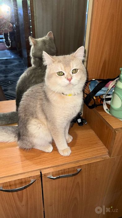 Вязка Шикарные чистокровные коты