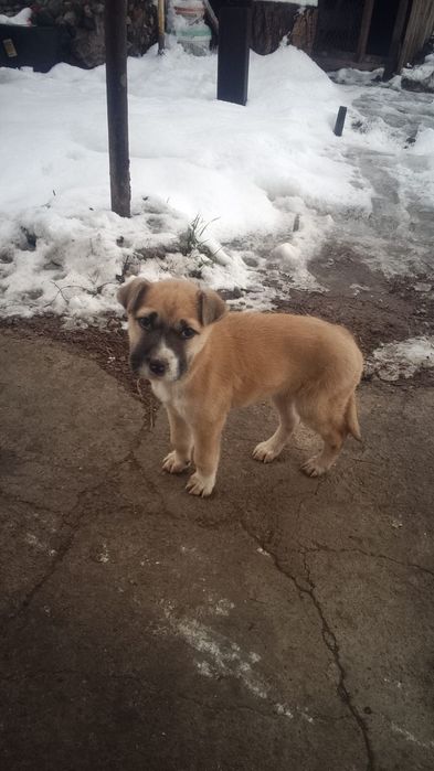 Отдам щенка девочка бесплатно