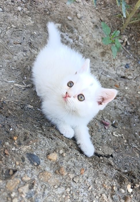Продаются вислоухие котята!