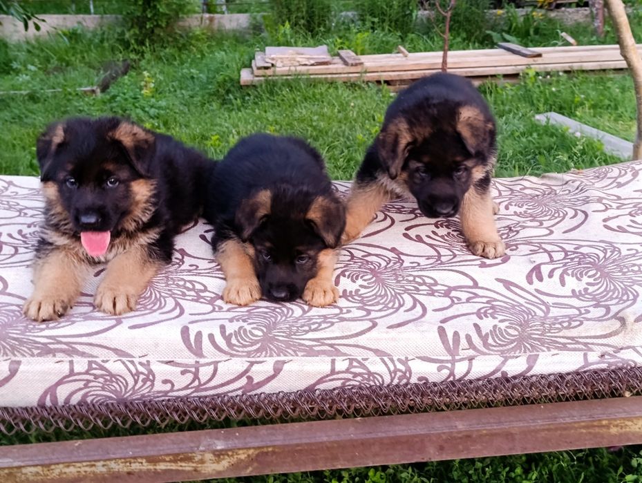 Продается немецкий щенки