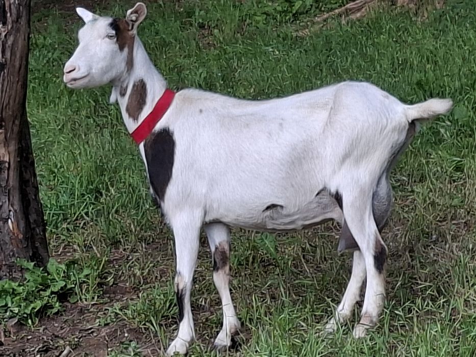 Capre de vanzare