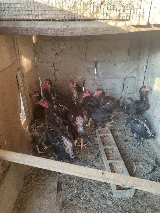 Продам бойцовых циплят