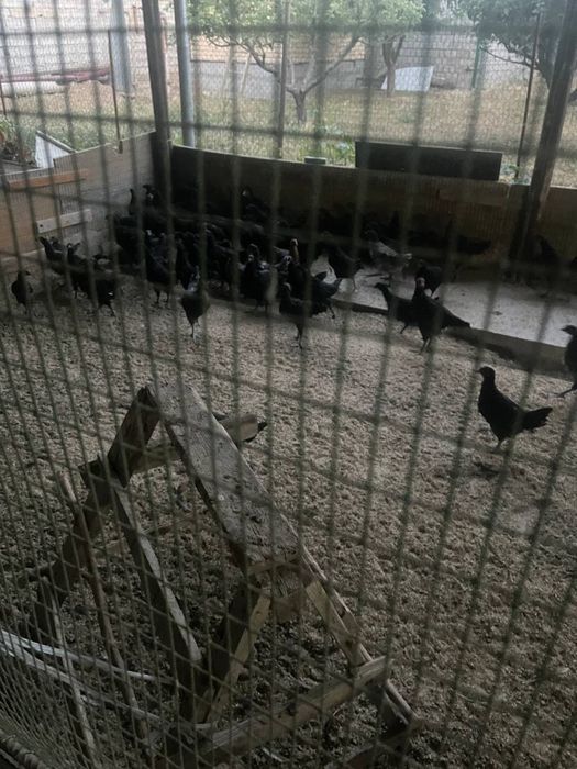 Jojalar sotiladi srochno