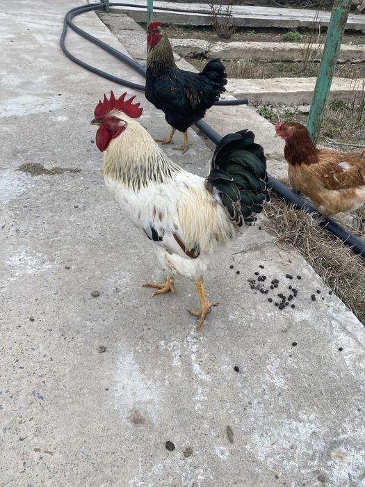 Қораз шымкент Петух