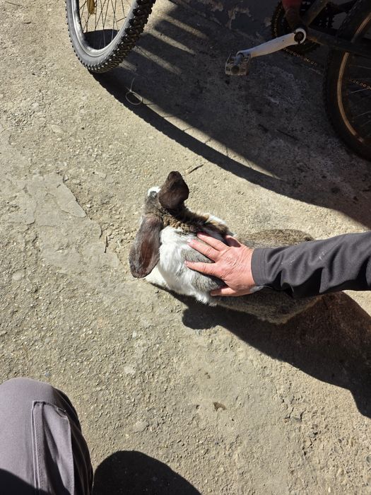 Iepuroi, 8 luni, de vânzare