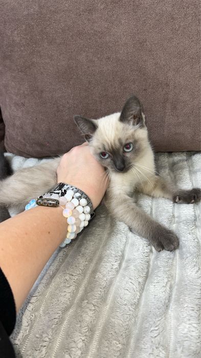 Очень ласковая кошечка ищет дом !