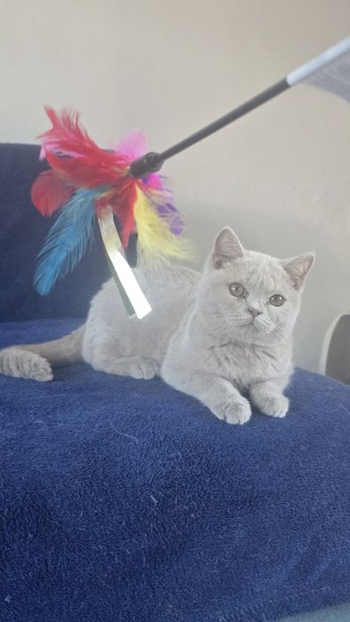 British shorthair lilac