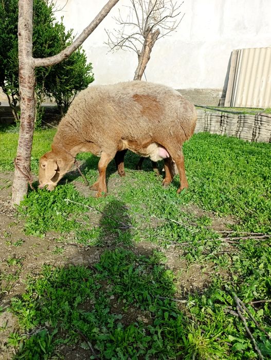 Она бола куй сотилади