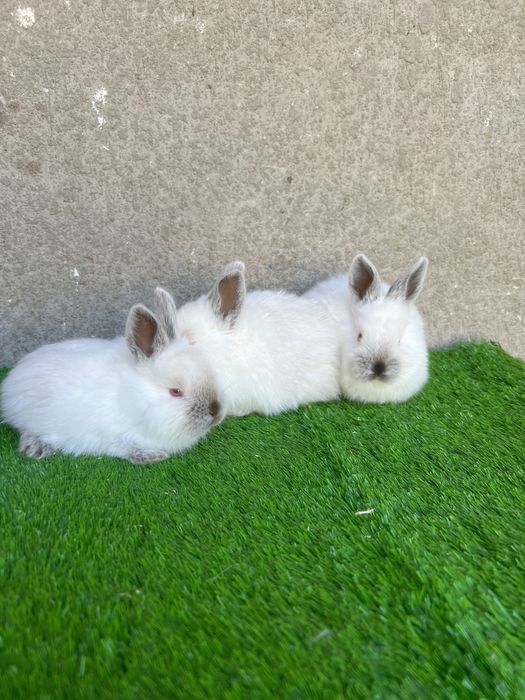 Калифорния боллари