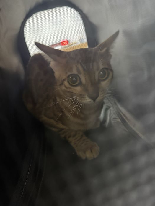 бенгальский котенок