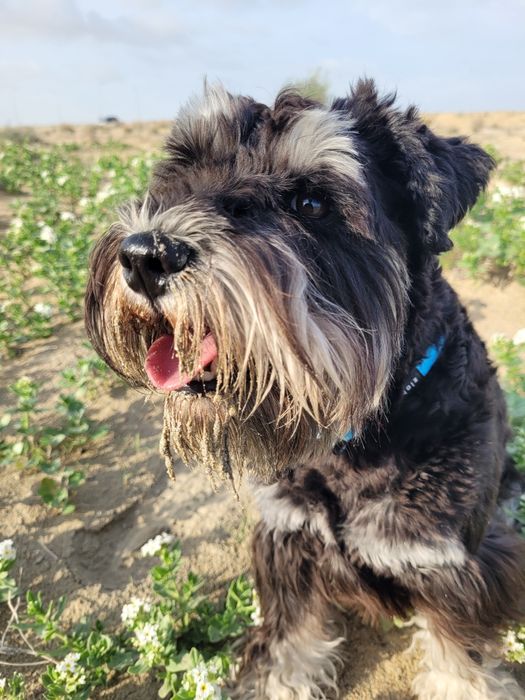 Кобель ищет подругу