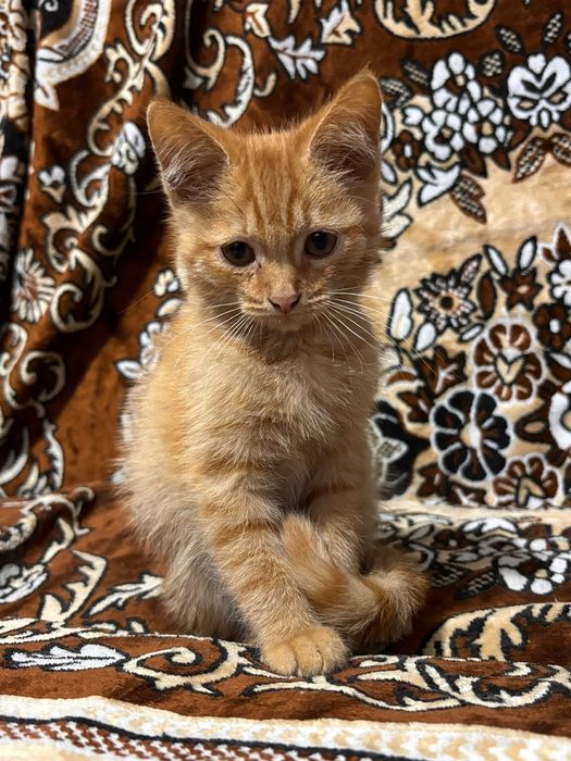 Отдам котят в добрые руки.