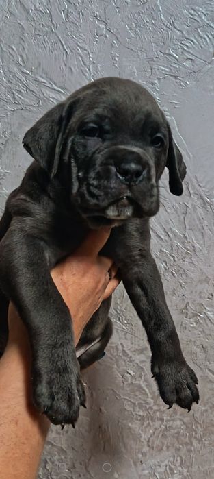 Продам щенков Кане Корсо