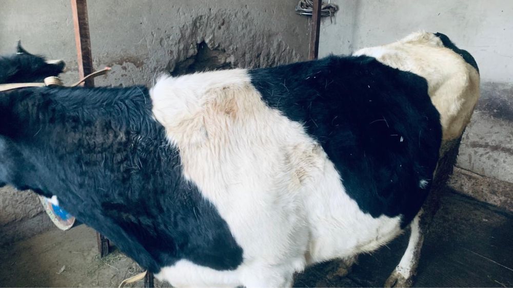 Бордакы семиз сауын сиыр сатылады