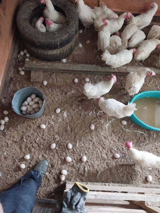 Куры несушки белые в наличии
